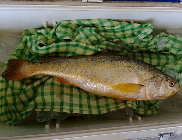 西莒漁民捕獲近3斤野生黃魚　台幣2萬多元售出  照片