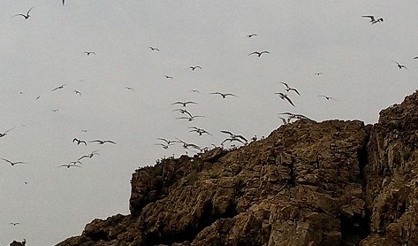 高登旁勝利島　逾5百隻大鳳頭燕鷗駐足  照片