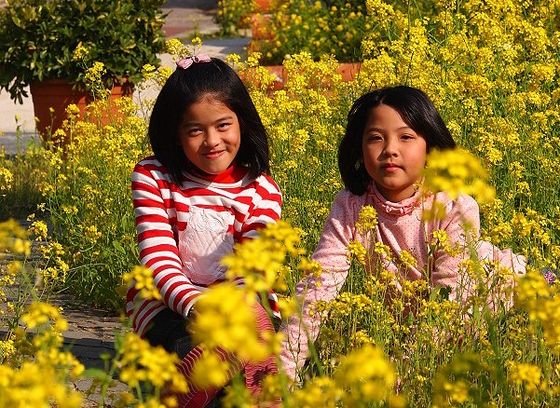 東引國中小校園油菜花盛開　為北疆島嶼捎來春的消息  照片