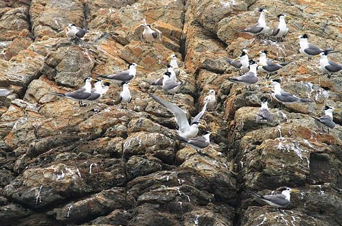 燕鷗季近尾聲　白廟約1千隻　鐵尖島僅百隻  圖片