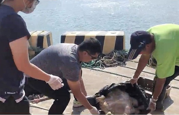 岸巡福澳港區發現死亡海龜，協助存證處置  圖片