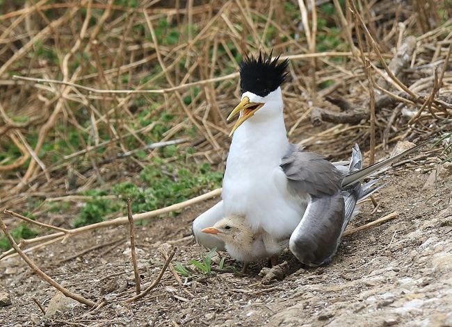 今年燕鷗繁殖順利　6月底出現第1批雛鳥  照片