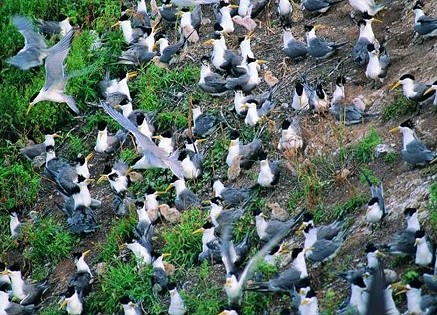 隨意進入燕鷗保護區　鳥類繁殖行為已嚴重受影響  照片