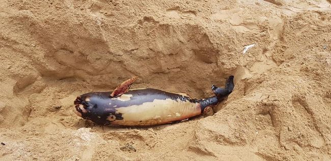 馬祖連續三天發現死亡鯨豚 露脊鼠海豚  附加圖片