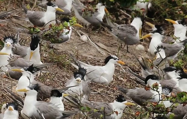 推廣保育　台北市野鳥學會馬祖燕鷗宣傳影片上線  照片