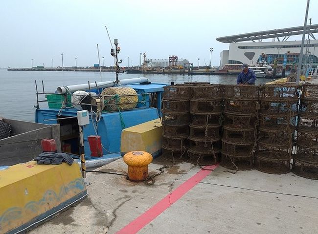 產發處及海巡隊坵島海域打撈193具違法章魚籠  照片