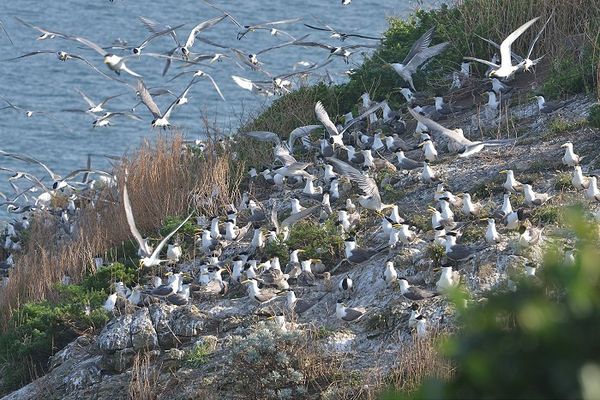 生態賞鷗暨海上看馬祖活動夯　帶遊客體驗馬祖的燕鷗生態  照片