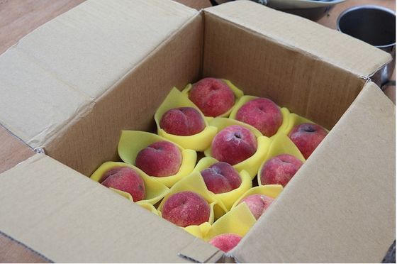 津沙優質水蜜桃收成　今年數量可高達4千顆  照片