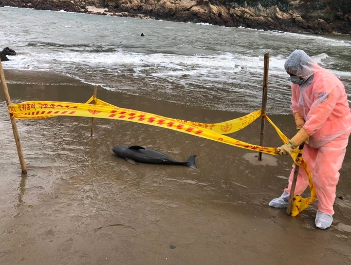 馬祖復興灘又見死亡鯨豚　今年第7起  照片
