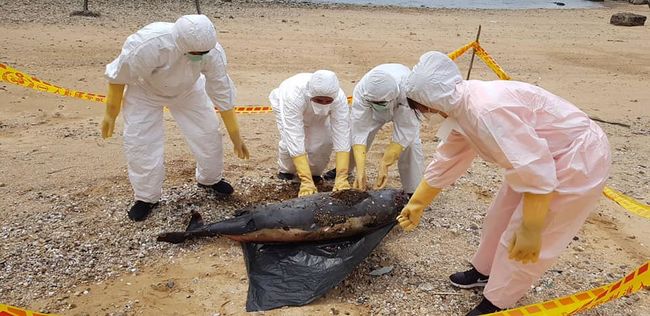 馬祖連續三天發現死亡鯨豚 露脊鼠海豚  附加圖片