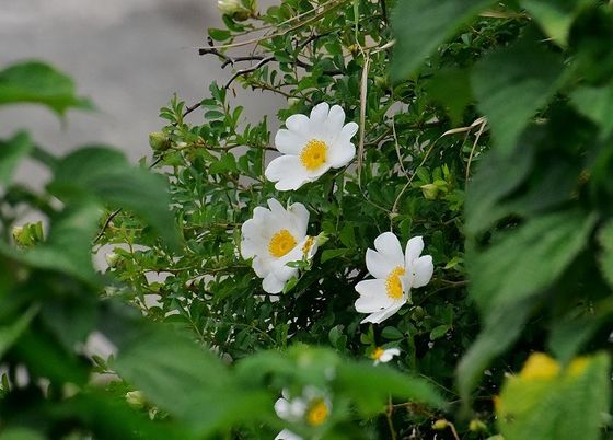 初夏的馬祖　東引琉球野薔薇盛開季節  照片