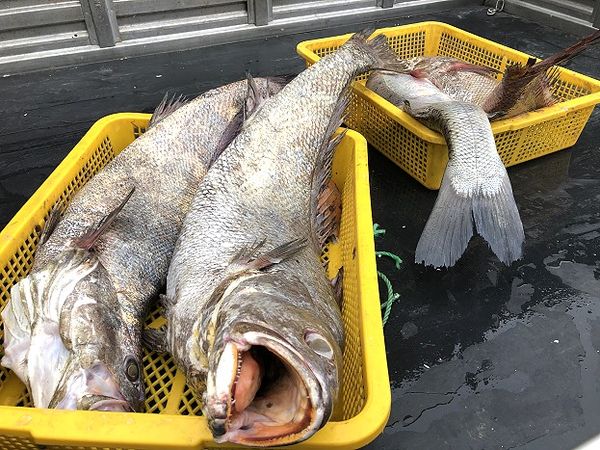 海水溫度直直落　近期馬祖野生鮸魚捕獲量大幅減少  照片