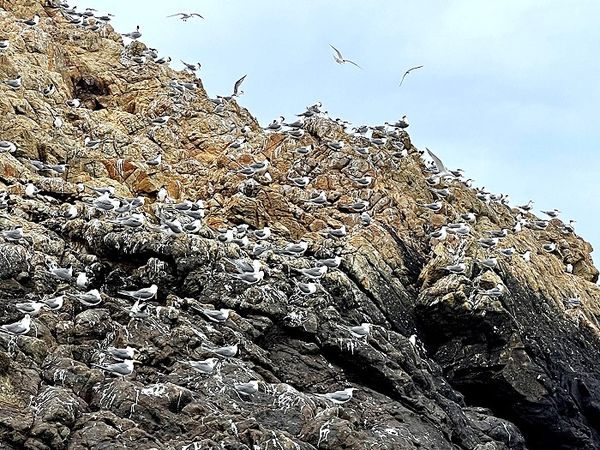 秋風提早吹起　北竿燕鷗保護區燕鷗全數離境  照片