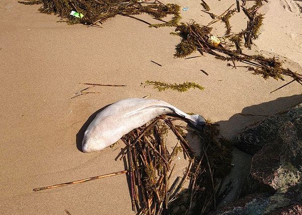 又見死亡露脊鼠海豚　今年已發現11隻，4月就有８隻  照片