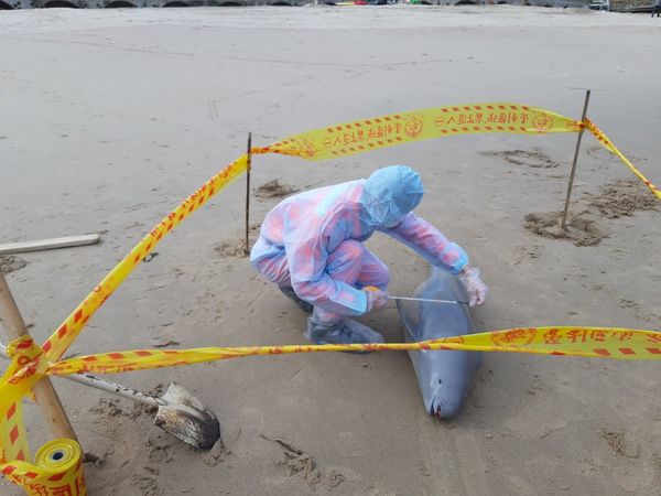 2022年第1起死亡海豚　馬祖岸巡8日南竿牛角灘岸  照片