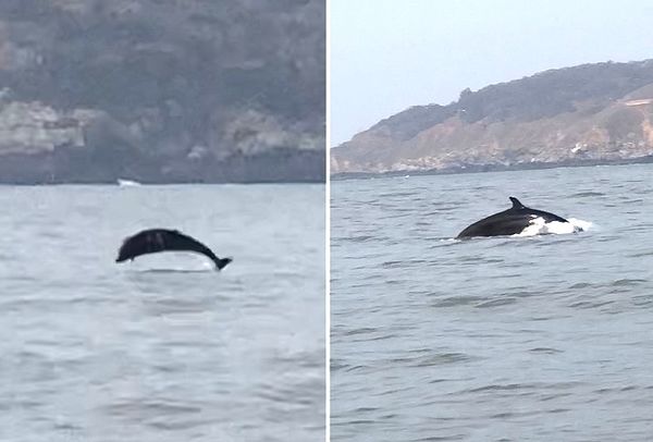 成群海豚北竿海域現蹤　場面壯觀令人驚艷  照片