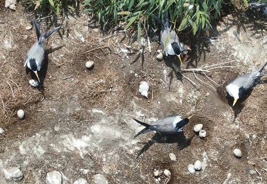 馬祖燕鷗季來臨 6隻神話之鳥馬祖現蹤  照片