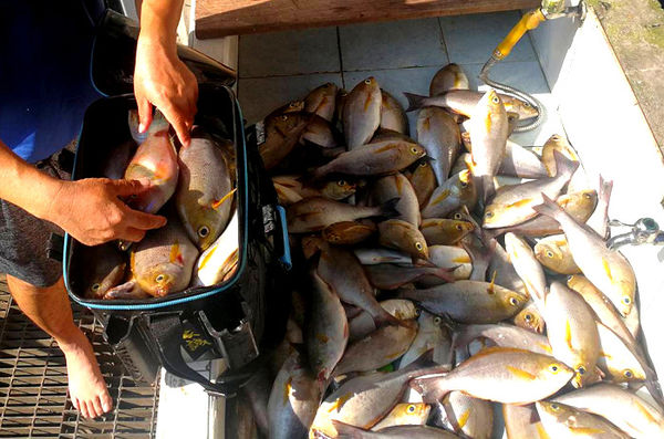 中秋連假東引釣客釣獲不少黃雞魚　體型都不小  照片