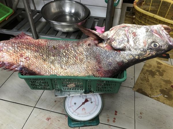 好兆頭　橋仔漁民黃鵬武大年初三捕獲27斤大鮸魚  照片